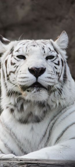 tiger albino, wildlife, white Wallpaper 720x1600