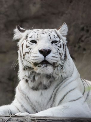 tiger albino, wildlife, white Wallpaper 1668x2224