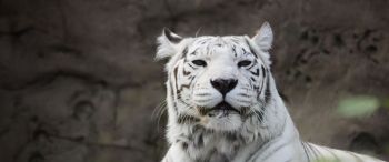 tiger albino, wildlife, white Wallpaper 3440x1440