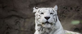 tiger albino, wildlife, white Wallpaper 2560x1080