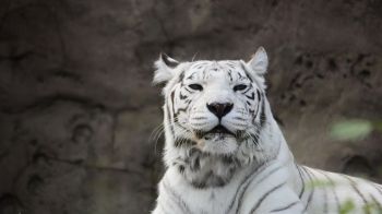 tiger albino, wildlife, white Wallpaper 2048x1152