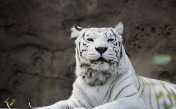 tiger albino, wildlife, white Wallpaper 2560x1600