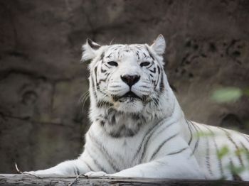 tiger albino, wildlife, white Wallpaper 800x600