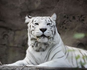 tiger albino, wildlife, white Wallpaper 1280x1024