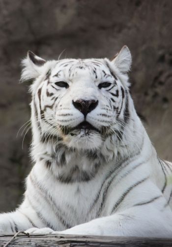 tiger albino, wildlife, white Wallpaper 1668x2388