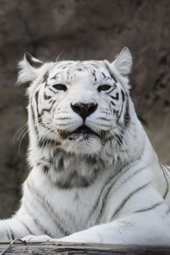 Обои 640x960 тигр альбинос, дикая природа, белый