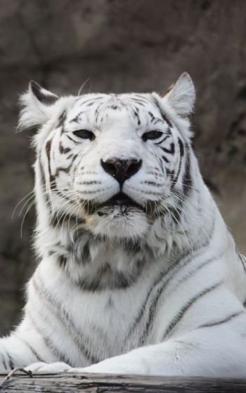tiger albino, wildlife, white Wallpaper 1752x2800
