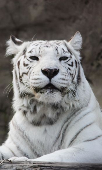 tiger albino, wildlife, white Wallpaper 1200x2000