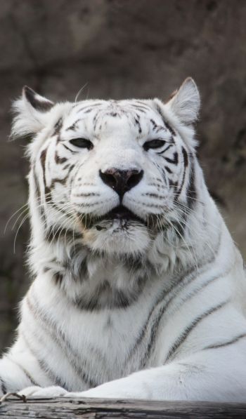 tiger albino, wildlife, white Wallpaper 600x1024