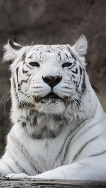 tiger albino, wildlife, white Wallpaper 640x1136