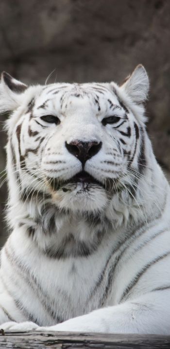 tiger albino, wildlife, white Wallpaper 1080x2220