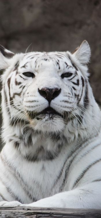 tiger albino, wildlife, white Wallpaper 1125x2436