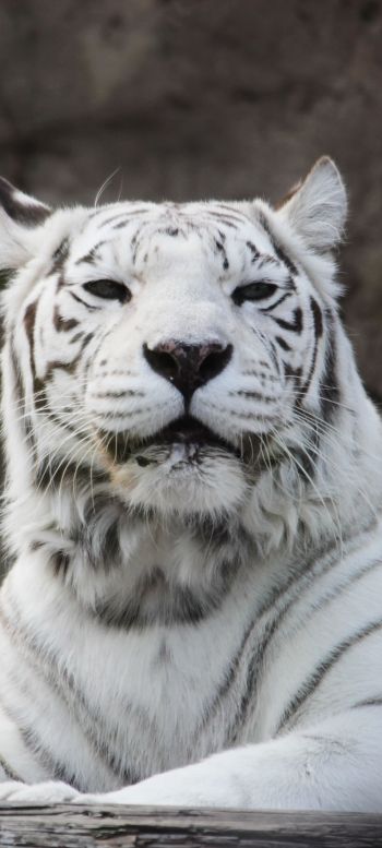tiger albino, wildlife, white Wallpaper 1440x3200