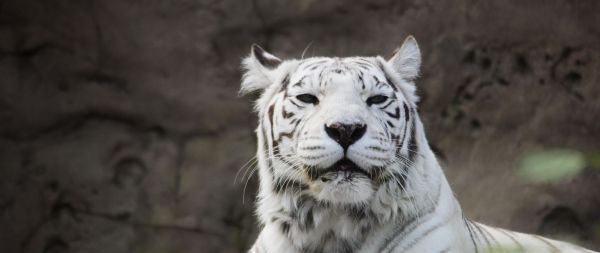 tiger albino, wildlife, white Wallpaper 2560x1080