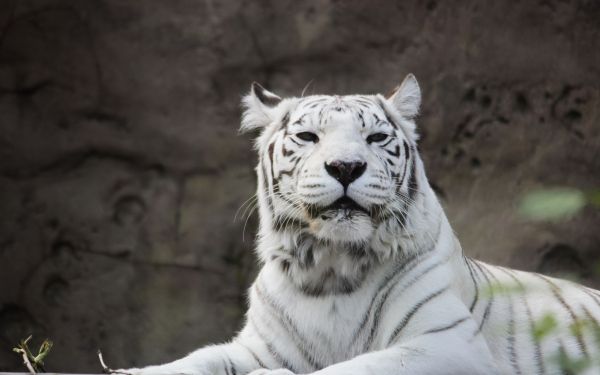 tiger albino, wildlife, white Wallpaper 1920x1200