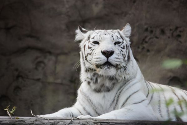 tiger albino, wildlife, white Wallpaper 5184x3456