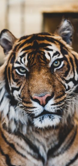 tiger, predator, wildlife Wallpaper 720x1520