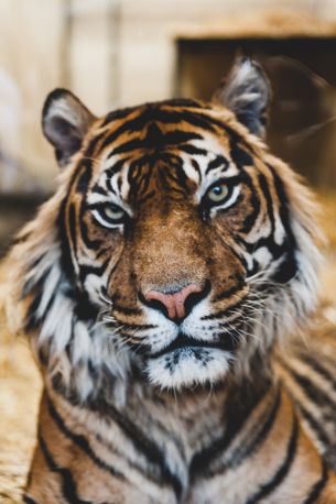 Обои 1597x2400 тигр, хищник, дикая природа