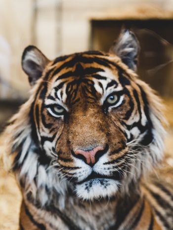 tiger, predator, wildlife Wallpaper 1536x2048