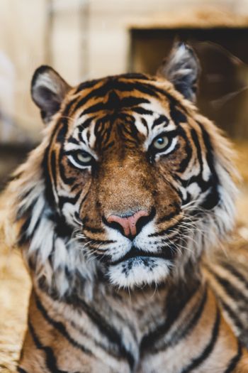 tiger, predator, wildlife Wallpaper 640x960