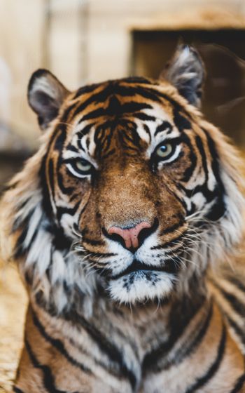tiger, predator, wildlife Wallpaper 800x1280