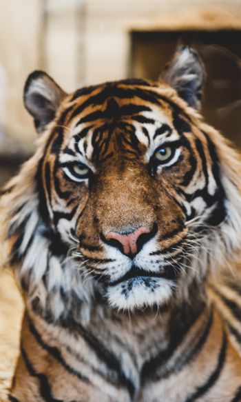 Обои 1200x2000 тигр, хищник, дикая природа