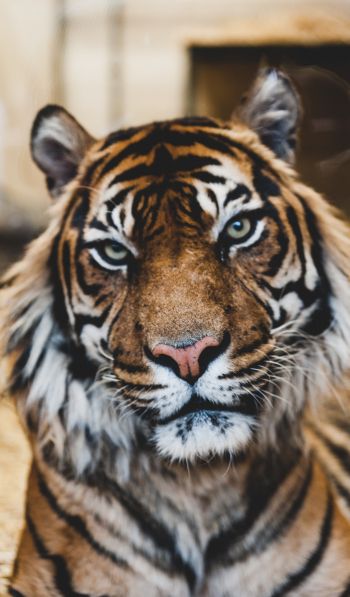 tiger, predator, wildlife Wallpaper 600x1024
