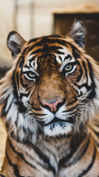 Обои 720x1280 тигр, хищник, дикая природа