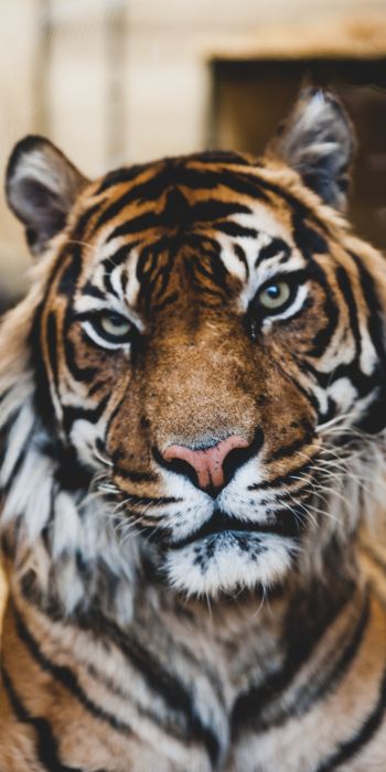 tiger, predator, wildlife Wallpaper 720x1440