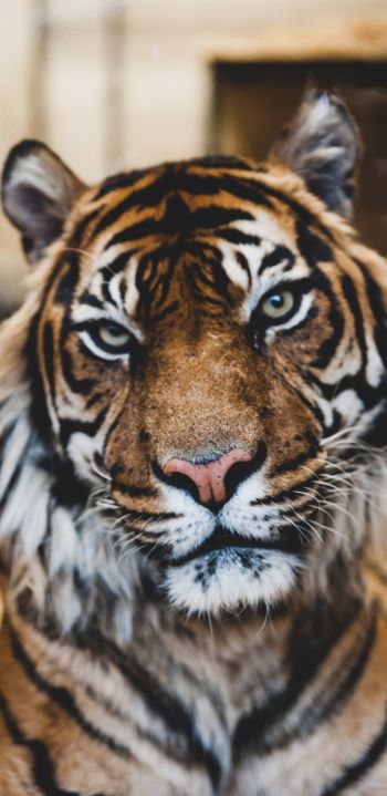 tiger, predator, wildlife Wallpaper 1080x2220