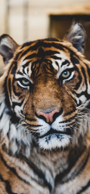 Обои 828x1792 тигр, хищник, дикая природа