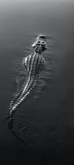 crocodile, wildlife, black Wallpaper 1080x2400