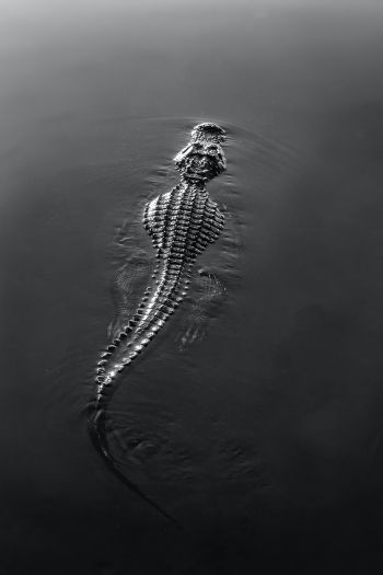 crocodile, wildlife, black Wallpaper 640x960