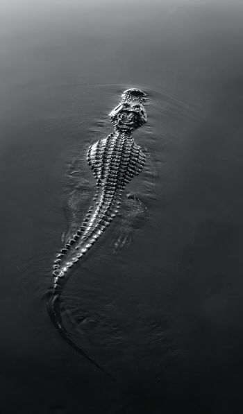 crocodile, wildlife, black Wallpaper 600x1024