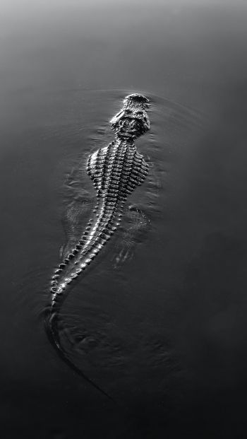 crocodile, wildlife, black Wallpaper 640x1136