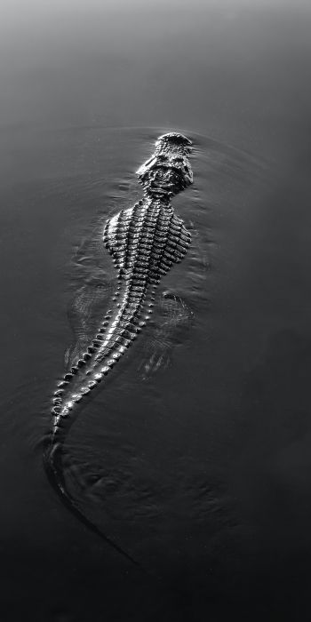 crocodile, wildlife, black Wallpaper 720x1440
