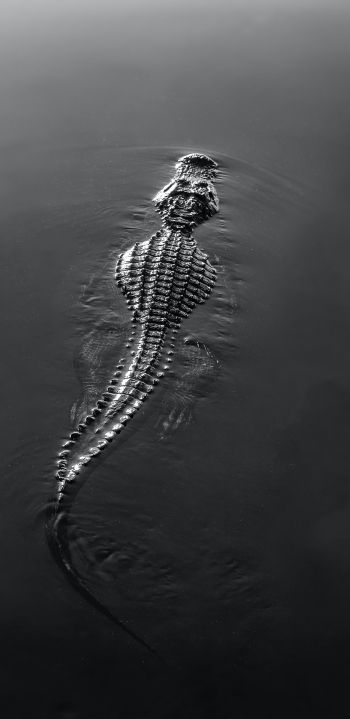 crocodile, wildlife, black Wallpaper 1080x2220