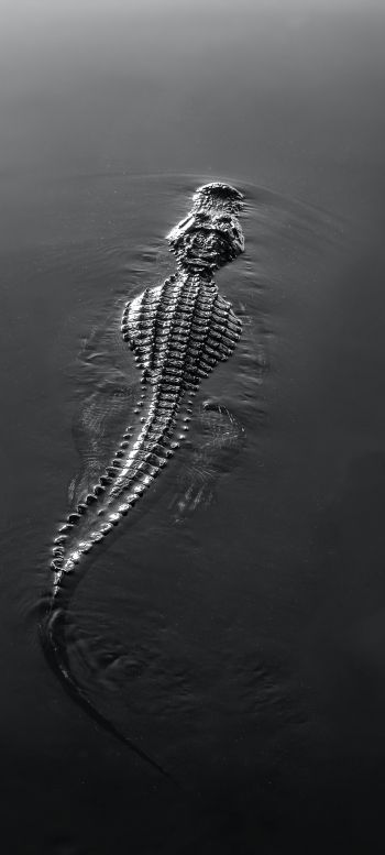 crocodile, wildlife, black Wallpaper 1080x2400