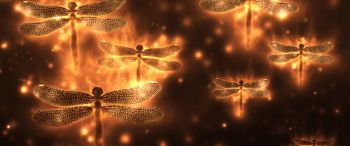 dragonfly, background, lights Wallpaper 3440x1440