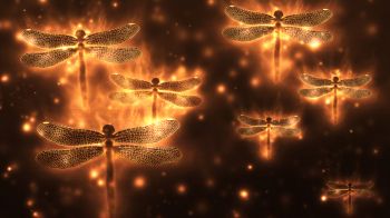 dragonfly, background, lights Wallpaper 3840x2160