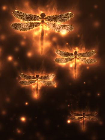 dragonfly, background, lights Wallpaper 2048x2732