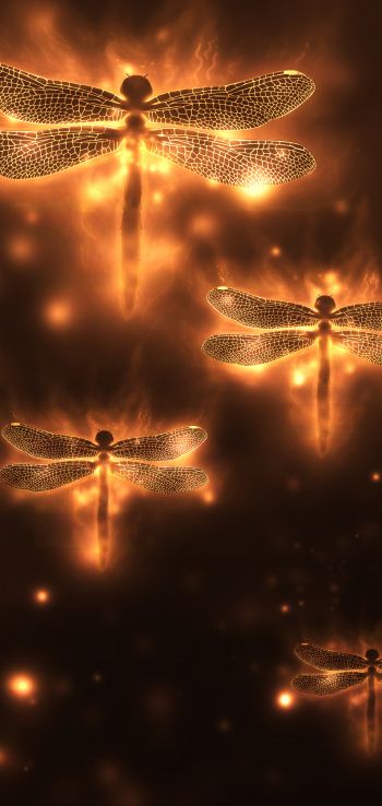 dragonfly, background, lights Wallpaper 1440x3040