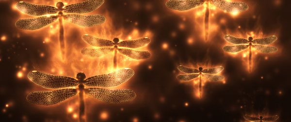 dragonfly, background, lights Wallpaper 2560x1080