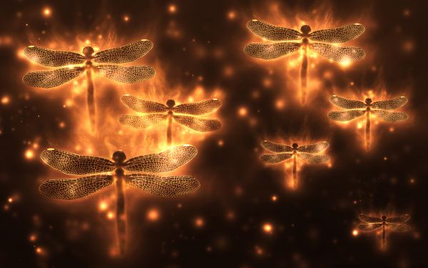 dragonfly, background, lights Wallpaper 2560x1600