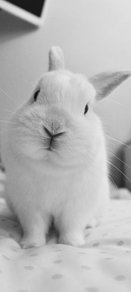 rabbit, pet, white Wallpaper 1440x3200