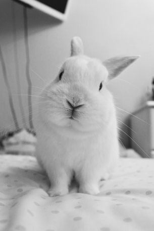 rabbit, pet, white Wallpaper 3067x4601