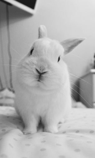 rabbit, pet, white Wallpaper 1200x2000