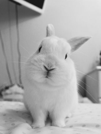 rabbit, pet, white Wallpaper 1668x2224