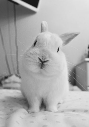 rabbit, pet, white Wallpaper 1668x2388