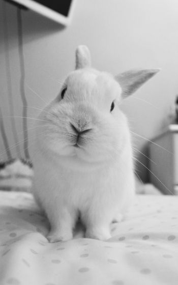 rabbit, pet, white Wallpaper 1600x2560